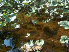 Petasites radiatus