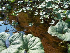 Petasites radiatus