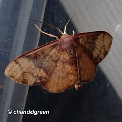 Metallaxis semipurpurascens