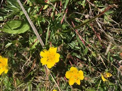 Potentilla hickmanii