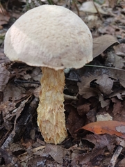 Austroboletus subflavidus image