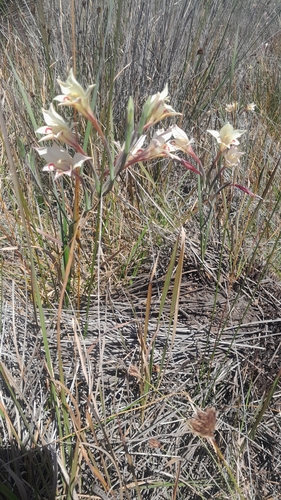 Image of Gladiolus angustus by (c) Mihlali Madikane, some rights reserved (CC BY)