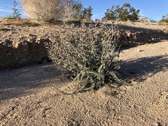 Astragalus layneae