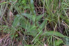 Alepidea