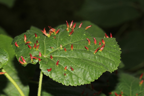 Liepinė gyslinė erkė nuotrauka