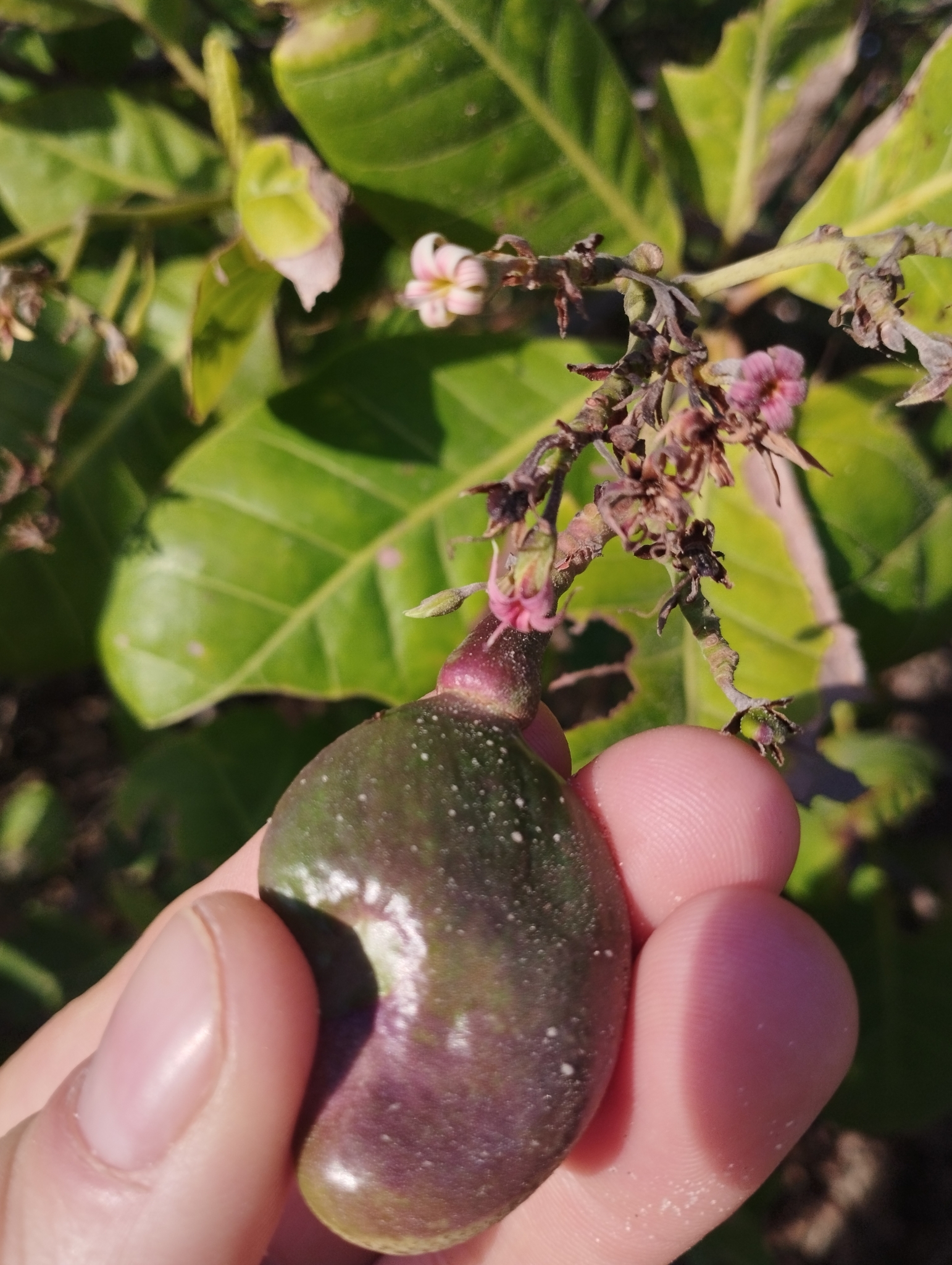 Anacardium occidentale