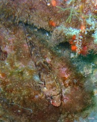 Gobius cruentatus