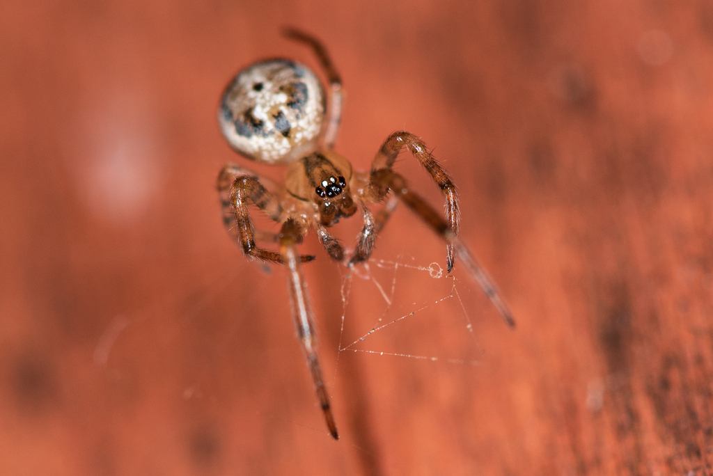 Leviellus