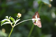 Seseria formosana