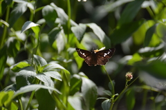 Seseria formosana
