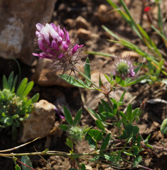 Trifolium prophetarum