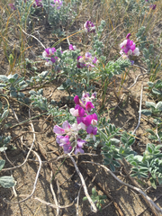 Lathyrus littoralis