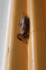 Nesoecia nigrispina