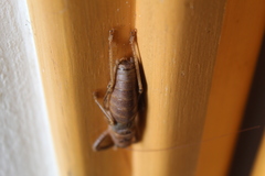 Nesoecia nigrispina