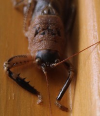 Nesoecia nigrispina