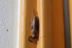 Nesoecia nigrispina