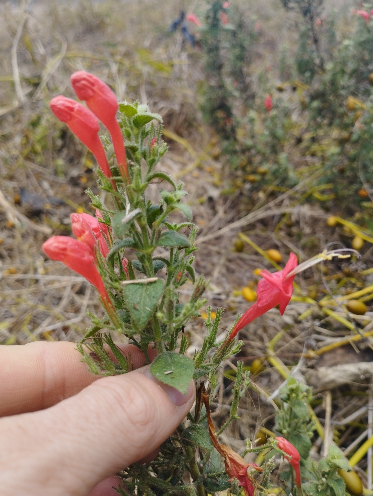 Ruellia asperula