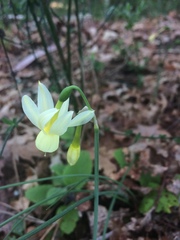 Narcissus triandrus