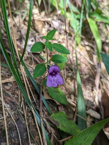 Image of Adenosma glutinosa by (c) Kalvin Chan, some rights reserved (CC BY)