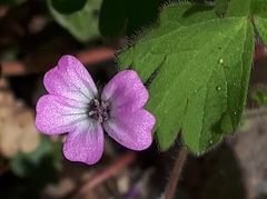 Geranium rotundifolium