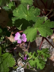 Geranium rotundifolium