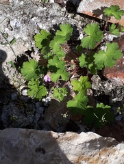 Geranium rotundifolium