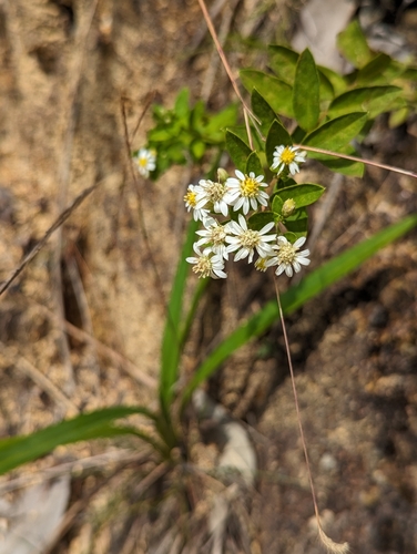 Aster baccharoides, photograph 2