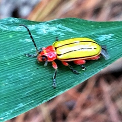Disonycha stenosticha