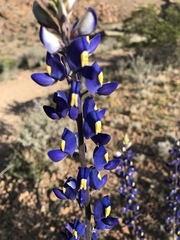Lupinus havardii