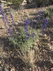 Lupinus havardii