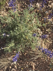 Lupinus havardii