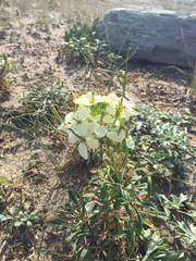 Erysimum concinnum