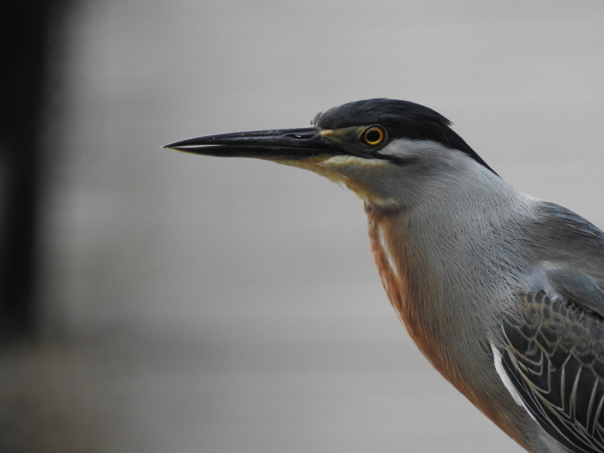 Striated Heron