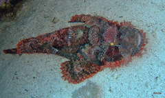 Scorpaenopsis oxycephalus