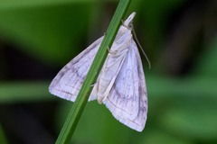 Udea lutealis