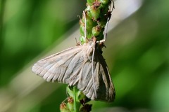 Udea lutealis