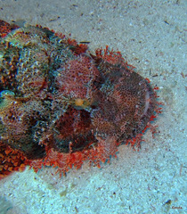 Scorpaenopsis oxycephalus