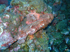 Scorpaenopsis oxycephalus