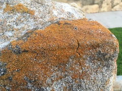 Polycauliona bolacina