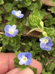 Veronica persica