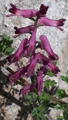 Fumaria officinalis