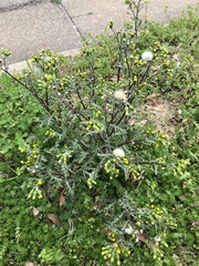 Senecio vulgaris