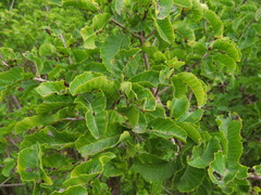 Schinus latifolia