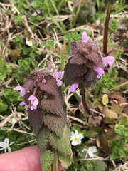 Lamium purpureum