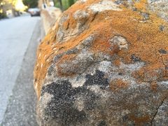 Polycauliona bolacina