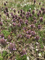 Lamium purpureum