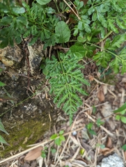 Pteris ensiformis