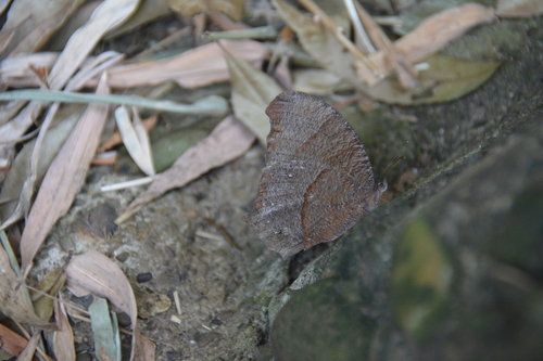 Dark Evening Brown