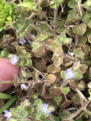 Veronica hederifolia
