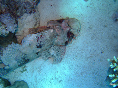 Scorpaenopsis oxycephalus